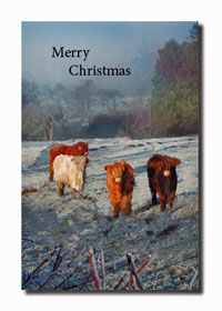 Highland Cattle Christmas Card