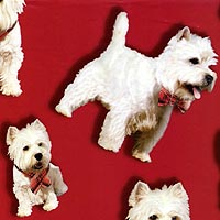 Westie Dog Wrapping Paper
